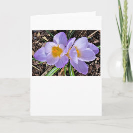 Crocus, tarjeta