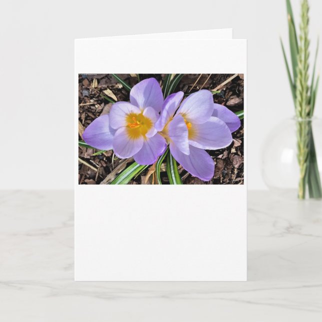 Crocus, tarjeta (Anverso)