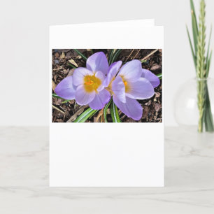 Crocus, tarjeta