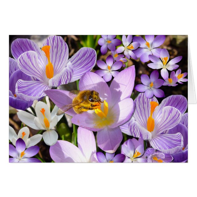 CROCUS TASTER ~ Card (Anverso (Horizontal))