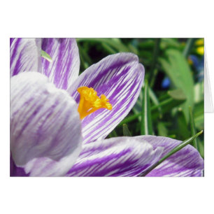 Crocus violeta de primavera