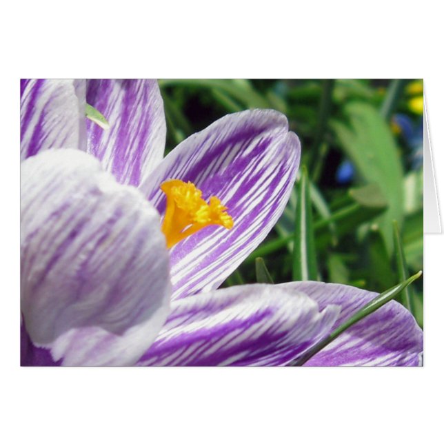 Crocus violeta de primavera (Anverso (Horizontal))