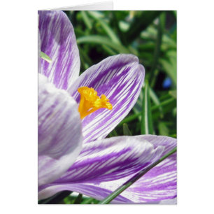 Crocus violeta de primavera