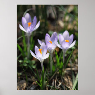 Crocuses póster