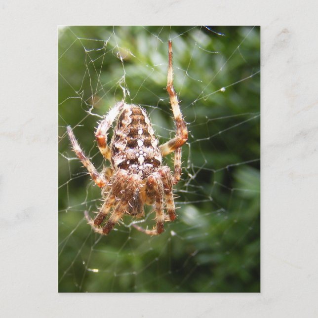 Cross Spider 132 ~ postal (Anverso)