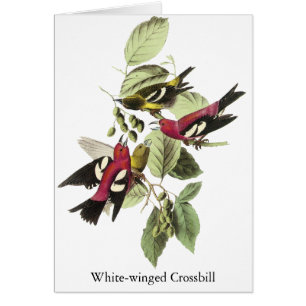 Crossbill Blanco-con alas - John James Audubon