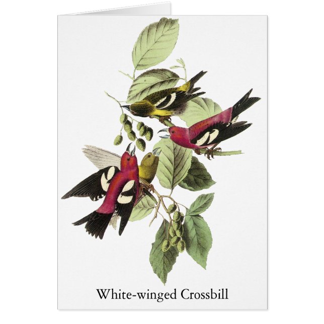 Crossbill Blanco-con alas - John James Audubon (Frente)