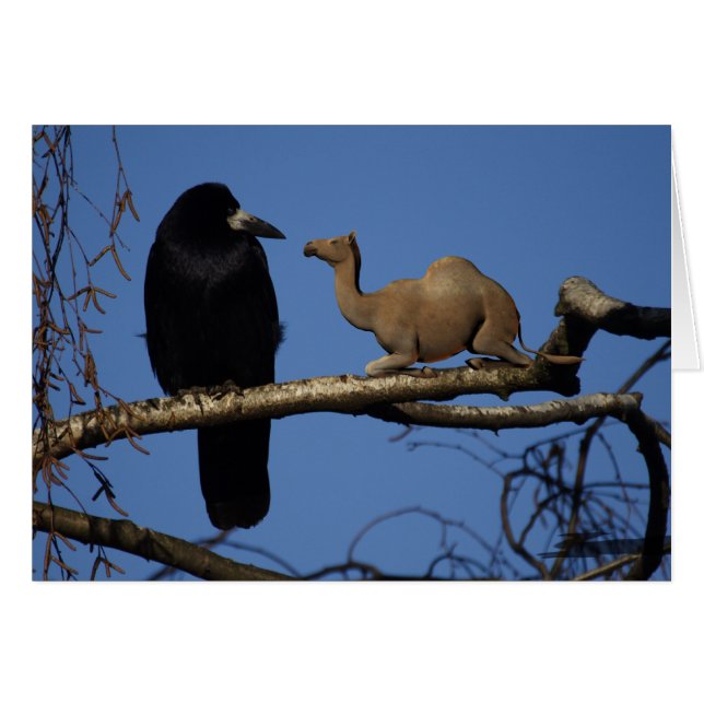 Crow sorprendido (Anverso (Horizontal))