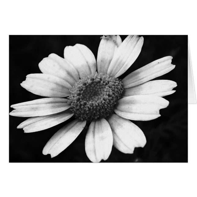 Crown Daisy (Anverso (Horizontal))