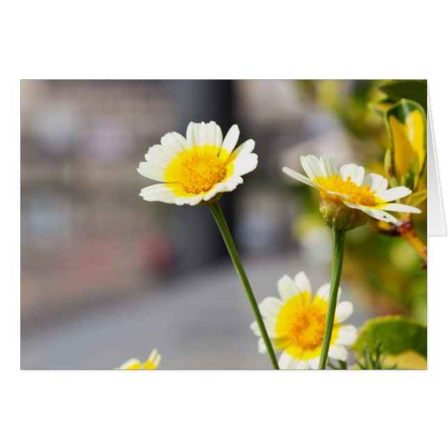 Crown Daisy (Anverso (Horizontal))