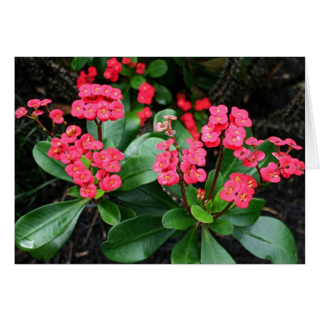 Crown of Thorns Bouquet (Anverso (Horizontal))