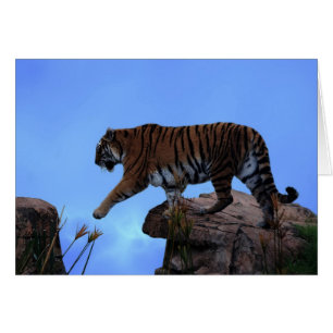 Cruce de tigres