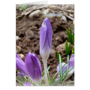 Cruces de primavera