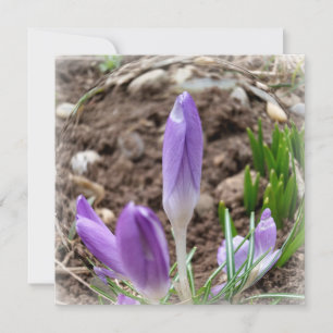 Cruces de primavera