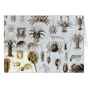 Crustáceos y arácnidos