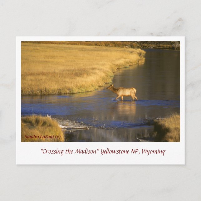 Cruzando la tarjeta postal Madison Postcross (Anverso)