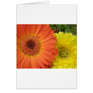 Crysanthemum naranja y amarillo