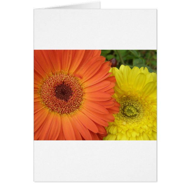 Crysanthemum naranja y amarillo (Frente)