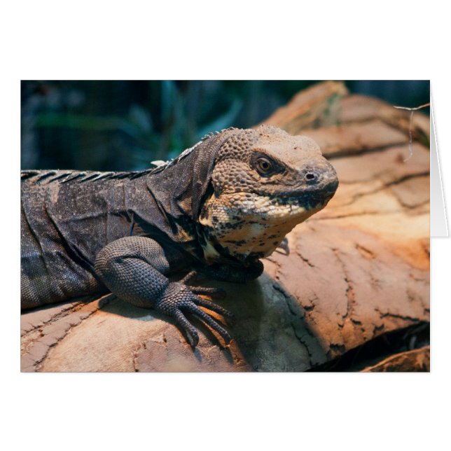 Ctenosaura melanosterna (Anverso (Horizontal))