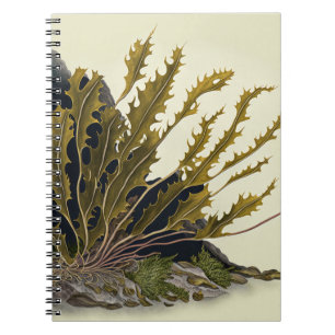 CUADERNO