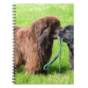 Cuaderno 2 newfies.png