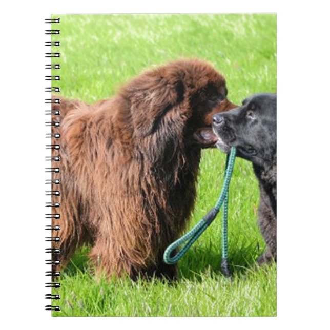 Cuaderno 2 newfies.png (Frente)
