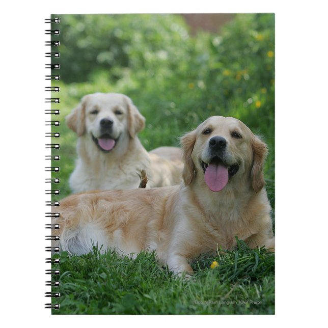 Cuaderno 2 perros perdigueros de oro que ponen en hierba (Frente)
