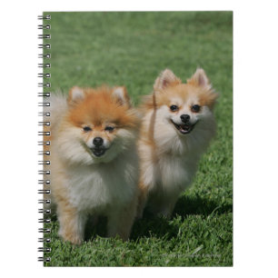 Cuaderno 2 Pomeranians que mira la cámara