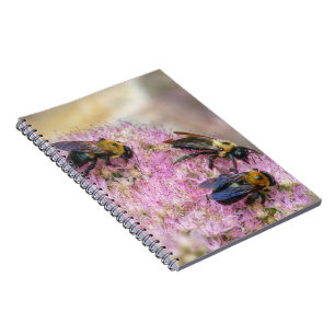 Cuaderno 3 abejorros