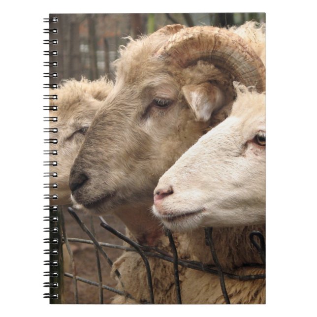 Cuaderno 6.º oveja (Frente)