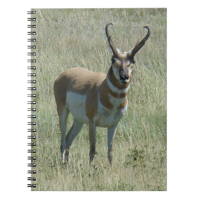 Cuaderno A13 Pronghorn Antelope Buck (Frente)