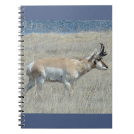 Cuaderno A25 Pronghorn Antelope Young Buck