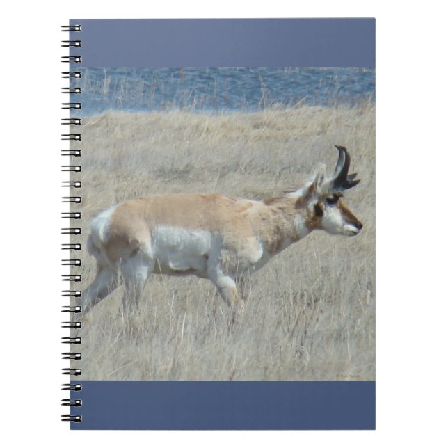 Cuaderno A25 Pronghorn Antelope Young Buck (Frente)