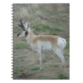 Cuaderno A26 Pronghorn Antelope Buck
