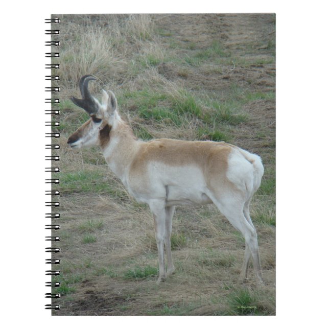 Cuaderno A26 Pronghorn Antelope Buck (Frente)