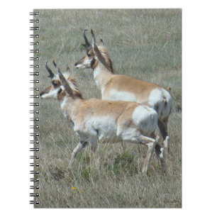 Cuaderno A27 Pronghorn Antelope Youhg Bucks