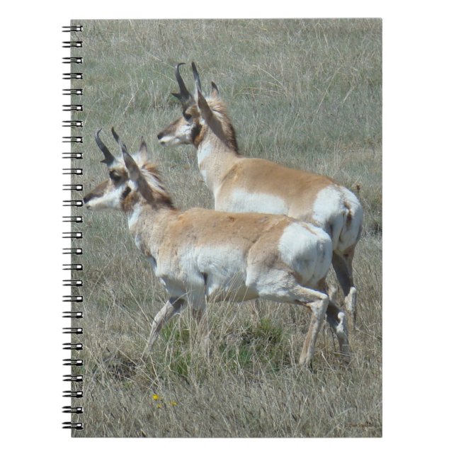 Cuaderno A27 Pronghorn Antelope Youhg Bucks (Frente)
