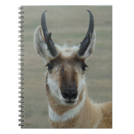 Cuaderno A30 Pronghorn Antelope Joven Cabeza de Pie Dispara