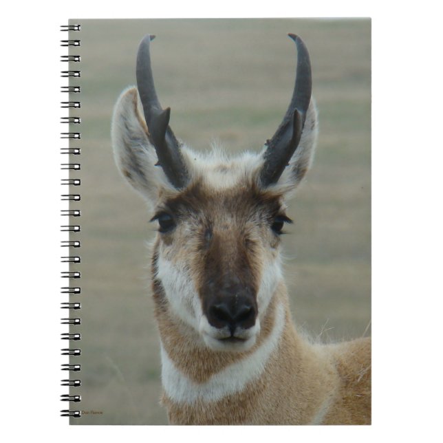 Cuaderno A30 Pronghorn Antelope Joven Cabeza de Pie Dispara (Frente)