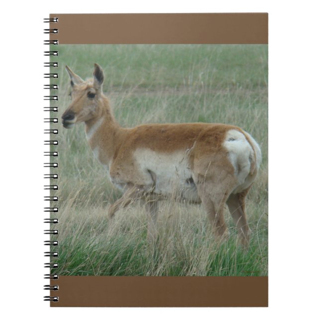 Cuaderno A31 Antílope Berrendo Hembra (Frente)