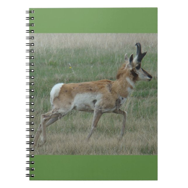 Cuaderno A32 Pronghorn Antelope Buck (Frente)