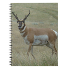 Cuaderno A33 Berrendo Macho Cuernos Torcidos