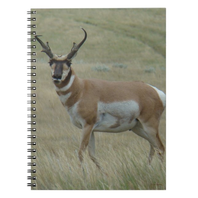Cuaderno A33 Berrendo Macho Cuernos Torcidos (Frente)