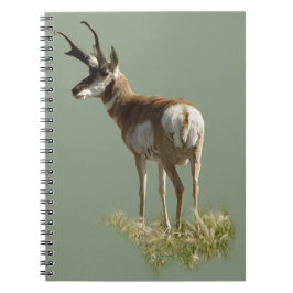 Cuaderno A43 Pronghorn Antelope Buck