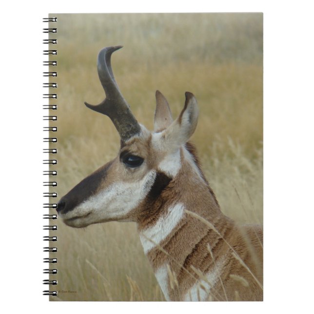 Cuaderno A4 Pronghorn Antelope Young Buck Head Shot Profile (Frente)