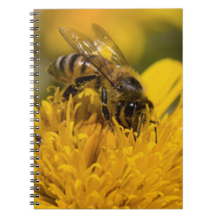 Cuaderno Abeja Africana Con Sacos De Polen Alimentándose