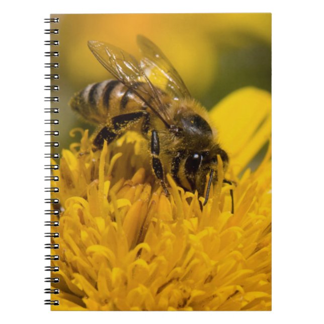 Cuaderno Abeja Africana Con Sacos De Polen Alimentándose (Frente)
