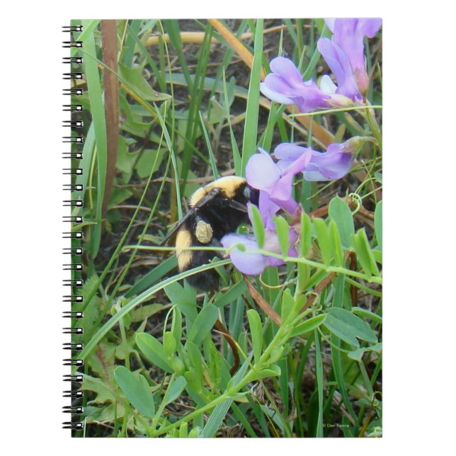 Cuaderno Abeja silvestre F2 en flores silvestres moradas (Frente)