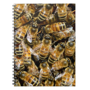 Cuaderno Abejas