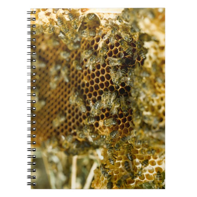 Cuaderno Abejas En Hive, Cabo Occidental, Sudáfrica (Frente)
